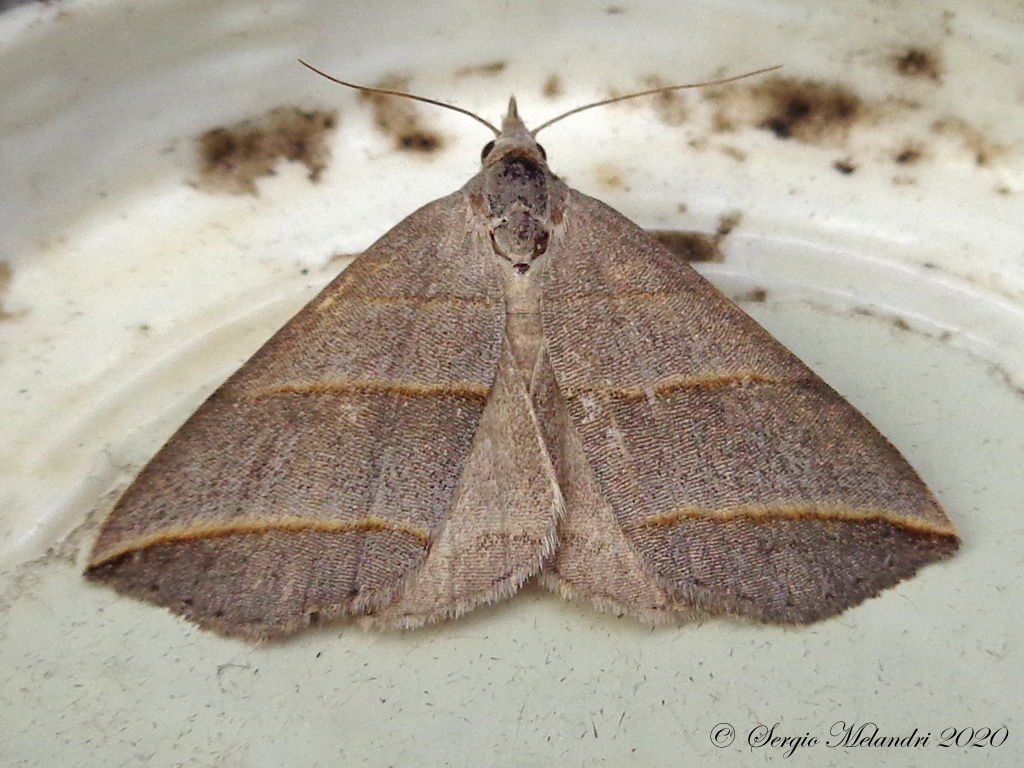 Falena 1 da ID - Colobochyla salicalis